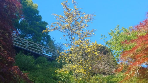 The restored wooden bridge in the autumn garden surrounded by red, yellow and purple leaves